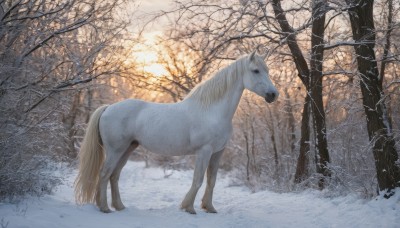 outdoors,sky,tree,no humans,animal,nature,scenery,snow,forest,realistic,animal focus,winter,horse,bare tree,day,signature,sunlight,wolf