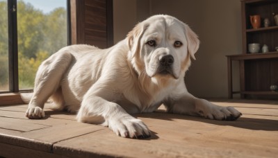 looking at viewer,brown eyes,full body,lying,day,indoors,blurry,tree,no humans,animal,dog,wooden floor,realistic,animal focus,solo,sky,window,plant,on stomach,potted plant