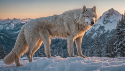 solo,looking at viewer,brown eyes,standing,full body,outdoors,sky,blurry,tree,no humans,blurry background,animal,nature,scenery,snow,dog,mountain,realistic,animal focus,winter,wolf,signature,mountainous horizon,oversized animal,pine tree