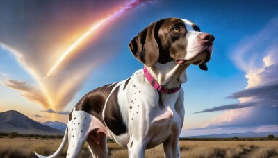 HQ,solo,blue eyes,outdoors,sky,day,cloud,collar,blue sky,no humans,animal,grass,looking up,scenery,sunset,dog,mountain,realistic,sun,animal focus,sunrise,tongue,tongue out,sunlight,cloudy sky,red collar,animal collar