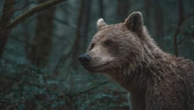 brown eyes, outdoors, signature, blurry, dated, tree, no humans, depth of field, blurry background, animal, nature, forest, realistic, animal focus