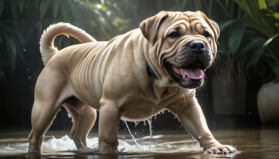 HQ,solo,open mouth,full body,outdoors,tongue,tongue out,water,blurry,black eyes,collar,wet,no humans,saliva,animal,fangs,plant,dog,water drop,realistic,animal focus,puddle,standing,drooling