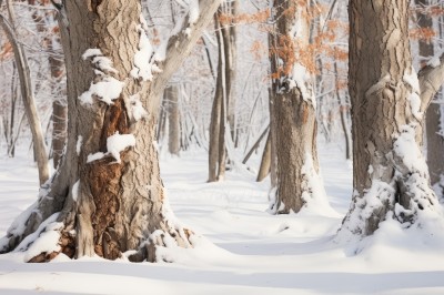 1girl,solo,monochrome,outdoors,tree,no humans,nature,scenery,snow,forest,winter,bare tree