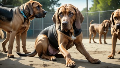 HQ,outdoors,day,collar,tree,no humans,shadow,animal,dog,realistic,fence,animal focus,chain-link fence,looking at viewer,brown eyes,standing,full body,tongue,tongue out