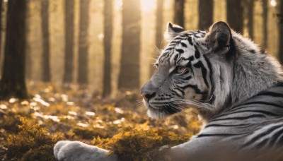 solo,outdoors,signature,blurry,from side,tree,no humans,depth of field,blurry background,animal,leaf,nature,scenery,forest,realistic,chinese zodiac,bamboo,animal focus,whiskers,tiger,bamboo forest,year of the tiger,white tiger,closed mouth,closed eyes,day,profile,sunlight,close-up