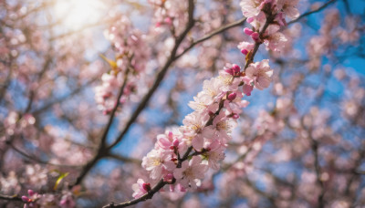 flower, outdoors, day, blurry, tree, no humans, depth of field, blurry background, cherry blossoms, scenery, branch, still life, spring (season)