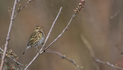 outdoors,blurry,tree,no humans,depth of field,blurry background,bird,animal,from above,flying,brown background,branch,animal focus,simple background,flower,traditional media,scenery,blurry foreground,realistic,owl,sparrow