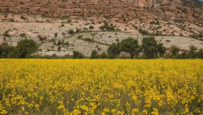 flower,outdoors,day,tree,no humans,grass,plant,nature,scenery,rock,yellow flower,road,field,flower field,landscape,path,sky