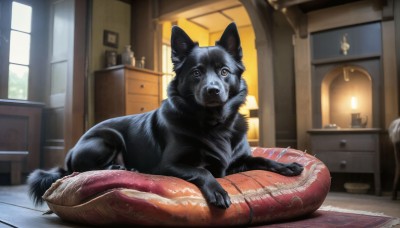 HQ,looking at viewer,lying,day,indoors,blurry,pillow,no humans,window,animal,chair,table,cat,dog,wooden floor,realistic,door,animal focus,cushion,carpet,rug,fireplace,solo,brown eyes,sitting,food,signature,blurry background,mirror,snake,basket,lamp,scales