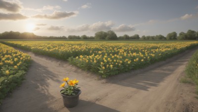 flower,outdoors,sky,day,cloud,tree,blue sky,no humans,shadow,sunlight,cloudy sky,grass,plant,nature,scenery,sunset,yellow flower,sunflower,potted plant,road,field,flower pot,path,sun,bush,flower field,landscape