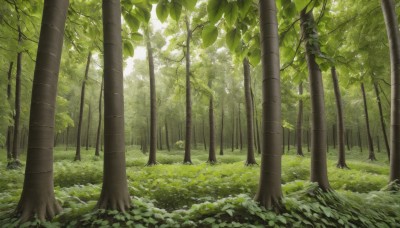 outdoors,day,tree,no humans,leaf,sunlight,grass,plant,nature,scenery,forest,rock,bamboo,green theme,bamboo forest,moss,landscape