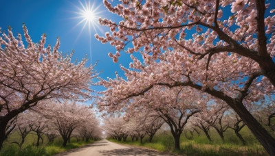 outdoors, sky, day, tree, blue sky, no humans, sunlight, grass, cherry blossoms, scenery, sun, road, path, spring (season)