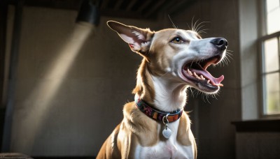 HQ,solo,open mouth,teeth,day,tongue,artist name,indoors,signature,tongue out,blurry,collar,no humans,window,animal,fangs,sunlight,cat,sharp teeth,dog,realistic,animal focus,whiskers,brown eyes,blurry background,watermark,web address,light rays,animalization,red collar,animal collar