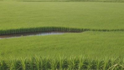 outdoors,day,water,no humans,grass,nature,scenery,reflection,field,river,plant,green theme