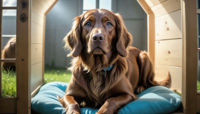 HQ,solo,blue eyes,sitting,day,indoors,collar,pillow,no humans,window,animal,sunlight,grass,dog,realistic,door,animal focus,looking at viewer,brown eyes,jewelry,bowl,pet bowl