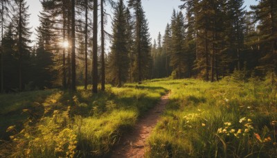 flower,outdoors,sky,day,water,tree,no humans,sunlight,grass,plant,nature,scenery,forest,reflection,light rays,sun,field,landscape,cloud,blue sky,sunset,road,bush,path