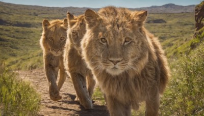 looking at viewer,outdoors,sky,day,signature,no humans,animal,cat,grass,plant,nature,scenery,walking,realistic,animal focus,tiger,lion,blue sky,oversized animal