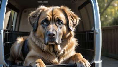 HQ,solo,blue eyes,indoors,blurry,no humans,depth of field,blurry background,animal,dog,realistic,animal focus,what,looking at viewer,brown eyes,window,reflection