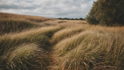 outdoors,sky,day,cloud,tree,blue sky,no humans,cloudy sky,grass,nature,scenery,forest,field,landscape,realistic