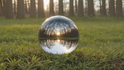 outdoors,day,blurry,tree,no humans,depth of field,blurry background,sunlight,grass,nature,scenery,forest,reflection,artist name,signature,plant,light bulb