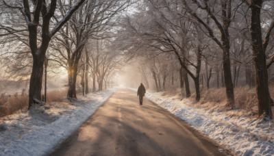 solo, outdoors, tree, sunlight, nature, scenery, snow, forest, road, winter, bare tree, path, footprints