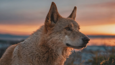 closed mouth, outdoors, sky, signature, blurry, dutch angle, no humans, depth of field, blurry background, animal, cat, sunset, dog, realistic, animal focus