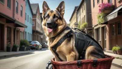 HQ,outdoors,sky,day,tongue,tongue out,collar,tree,no humans,window,animal,plant,ground vehicle,building,scenery,motor vehicle,dog,city,leash,car,potted plant,road,house,animal focus,power lines,street,shiba inu,brown eyes,flower,signature,bag,realistic,basket