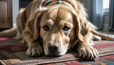 HQ,looking at viewer,brown eyes,lying,indoors,blurry,no humans,window,depth of field,blurry background,animal,on stomach,curtains,dog,wooden floor,realistic,on floor,animal focus,whiskers,carpet,rug,solo,day,watermark,gem,claws,brown fur