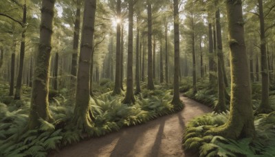 outdoors,day,tree,no humans,shadow,sunlight,grass,plant,nature,scenery,forest,road,bush,bamboo,bamboo forest,path,landscape