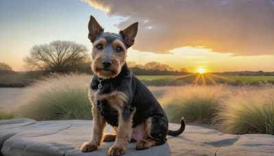 HQ,solo,blue eyes,full body,outdoors,sky,cloud,collar,tree,no humans,animal,sunlight,grass,scenery,sunset,dog,realistic,sun,animal focus,sunrise,looking at viewer,water,reflection