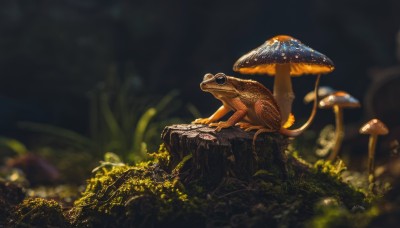 sitting,closed mouth,outdoors,artist name,signature,blurry,from side,tree,no humans,depth of field,blurry background,animal,grass,plant,nature,scenery,rock,mushroom,animal focus,moss,lizard,solo,glowing,realistic,fantasy,frog,dark