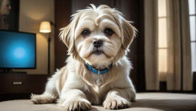 HQ,indoors,blurry,collar,no humans,window,depth of field,blurry background,animal,curtains,dog,realistic,lamp,animal focus,animal collar,solo,looking at viewer,brown eyes,signature,watermark,web address,television,monitor