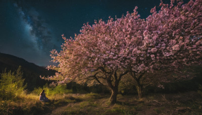 1girl, solo, outdoors, sky, tree, night, grass, cherry blossoms, star (sky), night sky, scenery, starry sky