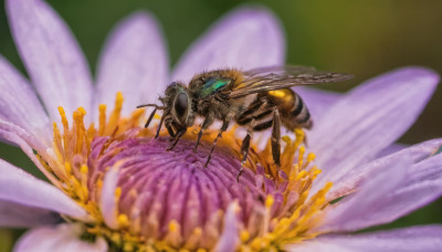 flower, wings, blurry, no humans, depth of field, bug, robot, realistic, purple flower, antennae