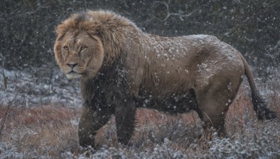 solo,looking at viewer,closed mouth,outdoors,tree,no humans,animal,grass,nature,snow,snowing,realistic,animal focus,lion,flower,night,white flower,rain