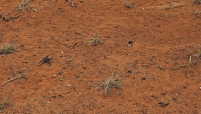 outdoors,tree,no humans,bird,from above,traditional media,grass,nature,scenery,signature,aircraft,sand,airplane,road,vehicle focus,desert,footprints