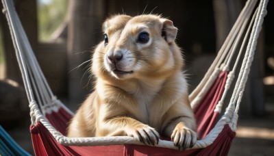 HQ,looking at viewer,blue eyes,closed mouth,indoors,blurry,no humans,depth of field,blurry background,animal,cat,curtains,claws,realistic,animal focus,whiskers,solo,wings