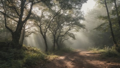 outdoors,day,tree,no humans,sunlight,grass,plant,nature,scenery,forest,light rays,road,bush,sunbeam,dappled sunlight,path,landscape