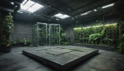 outdoors,day,indoors,tree,no humans,window,sunlight,plant,scenery,potted plant,ceiling,ceiling light,overgrown,tiles,light,ruins,moss