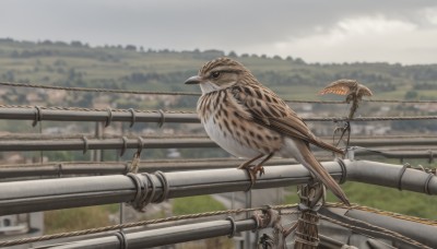 1boy,jacket,outdoors,wings,sky,day,cloud,blurry,no humans,depth of field,blurry background,bird,animal,scenery,flying,animal focus,owl,oversized animal,signature,cloudy sky,grass,realistic,railing,bridge,railroad tracks