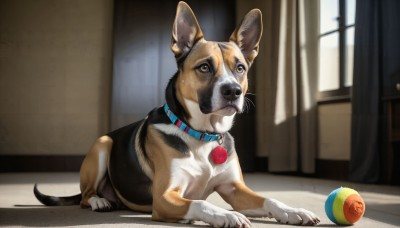 HQ,solo,closed mouth,full body,indoors,blurry,collar,no humans,window,animal,curtains,ball,dog,realistic,animal focus,animalization,whiskers,lying,signature,red collar,animal collar,playing