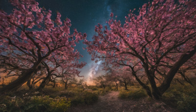 outdoors, sky, tree, no humans, night, grass, cherry blossoms, star (sky), nature, night sky, scenery, starry sky