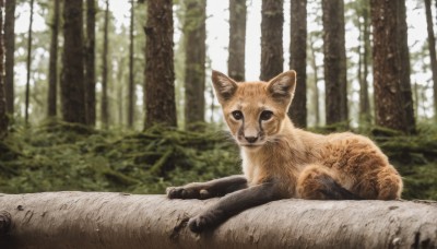 solo,looking at viewer,outdoors,lying,day,blurry,tree,no humans,depth of field,blurry background,animal,cat,nature,scenery,forest,realistic,animal focus,signature,photo background