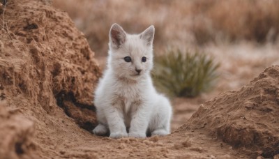 solo,looking at viewer,blue eyes,sitting,closed mouth,full body,outdoors,signature,blurry,no humans,depth of field,blurry background,animal,cat,rock,realistic,animal focus,white fur,tree,sepia,brown theme