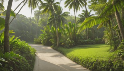 outdoors,sky,day,tree,no humans,shadow,beach,sunlight,grass,plant,nature,scenery,forest,palm tree,road,bush,shade,leaf,path