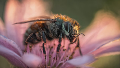 flower, blurry, no humans, animal, bug, monster, realistic, antennae