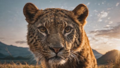 looking at viewer,brown eyes,outdoors,sky,day,tongue,cloud,blurry,blue sky,no humans,depth of field,blurry background,animal,cat,cloudy sky,grass,scenery,mountain,realistic,animal focus,whiskers,tiger,mountainous horizon,yellow eyes,signature,close-up,sun