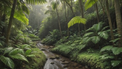 outdoors,day,water,tree,dutch angle,no humans,leaf,sunlight,grass,plant,nature,scenery,forest,light rays,rock,palm tree,bush,sunbeam,green theme