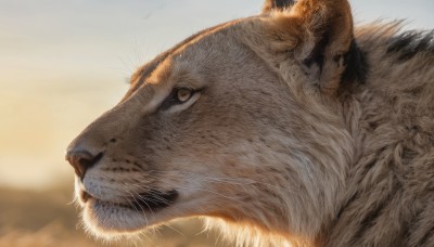 solo,brown eyes,closed mouth,outdoors,signature,blurry,from side,no humans,profile,blurry background,animal,cat,looking up,portrait,close-up,realistic,animal focus,whiskers,sky