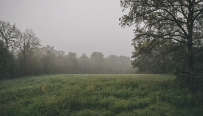 outdoors,sky,day,cloud,tree,no humans,cloudy sky,grass,nature,scenery,forest,field,bare tree,grey sky,landscape,fog,overcast